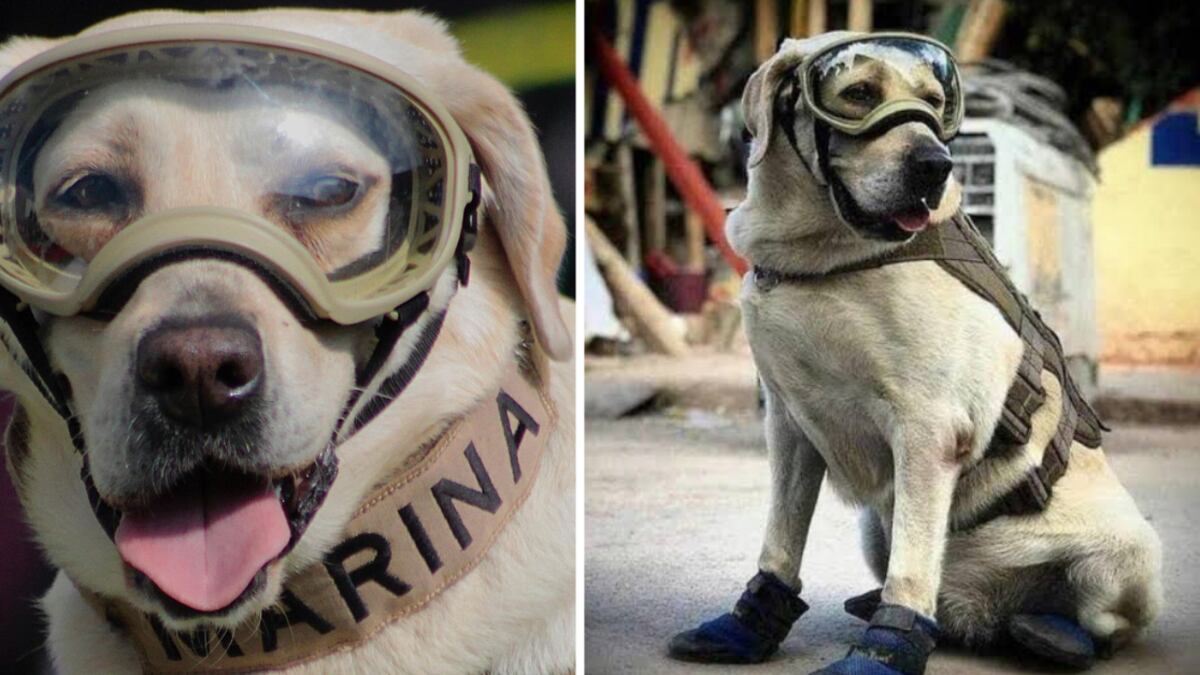 Frida, la perrita rescatista fallecida