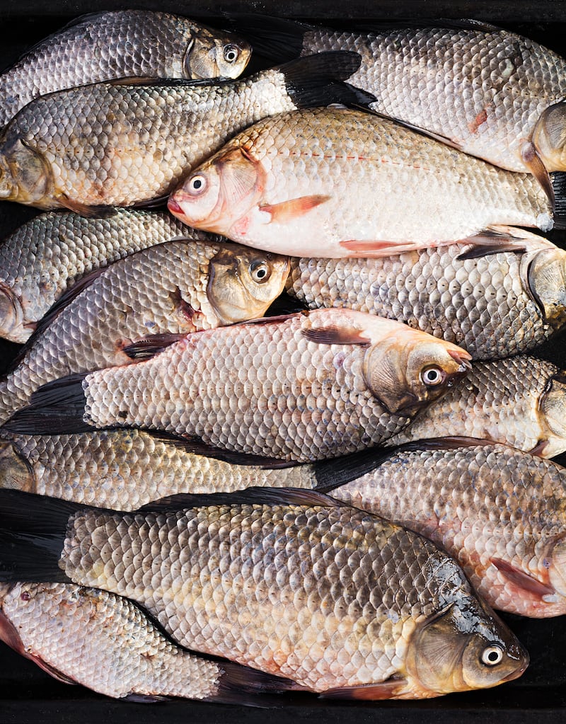 Técnica con piel de tilapia para sanar ojos de perros y gatos