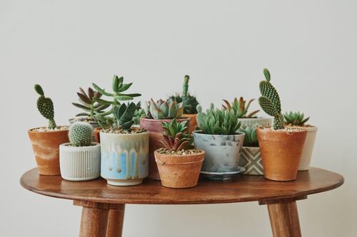 ¿Qué significa que se pudran las suculentas en casa? Mira lo que dice el Feng Shui