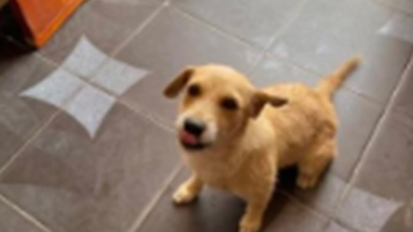 Pelea entre amigas culminó de la peor manera: muere su mascota y la usan para una clase de veterinaria.