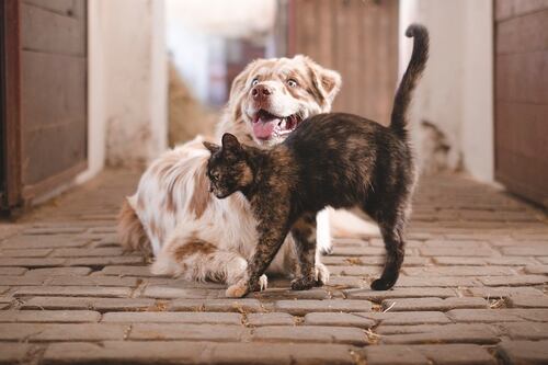 ¿Sabías que tus mascotas también pueden tener diabetes?