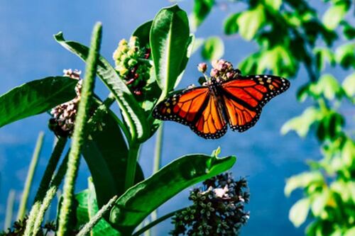 Qué es una mariposa monarca y qué cambios trae a tu vida si una llega a tu casa