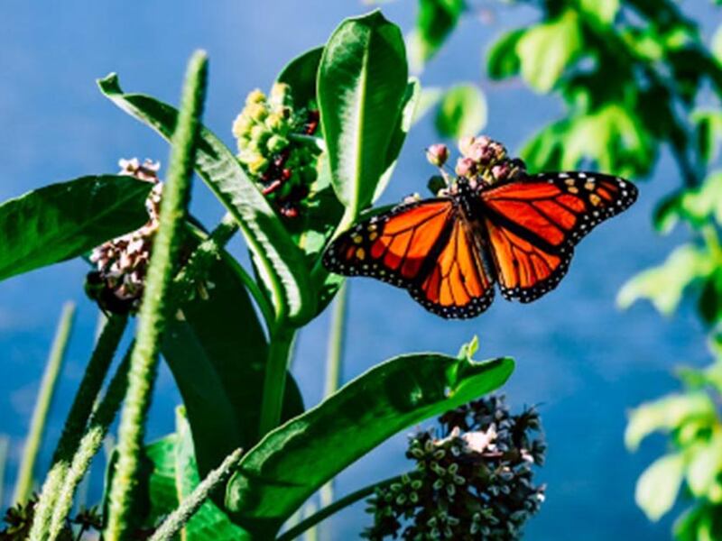 Qué es una mariposa monarca y qué cambios trae a tu vida si una llega a tu casa