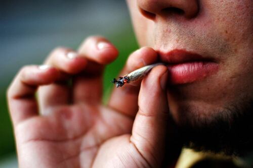 Inesperado descubrimiento: científicos chilenos concluyen que cannabis medicinal no sirve y enviarán carta al Congreso