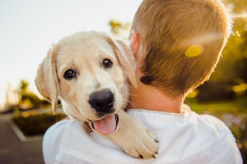 Miles de personas han clonado a sus mascotas fallecidas | Así funciona el proceso