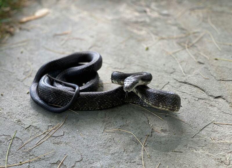 Las serpientes negras además se asocian la agresividad