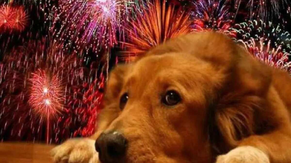 Cómo calmar a tu mascota del ruido de los pirotécnicos: Consejos básicos