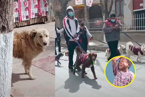 Durante desfile de mascotas, perrito sin hogar se pone triste al ver que todos tienen dueño