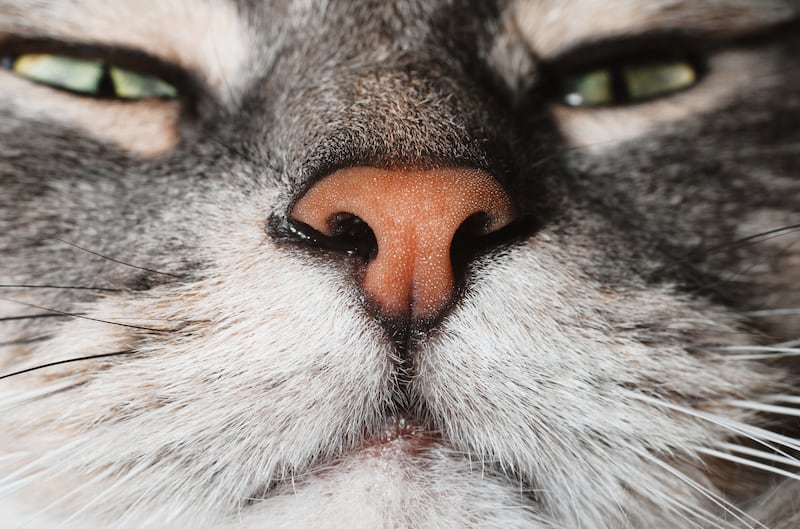 La nariz de un gato es única