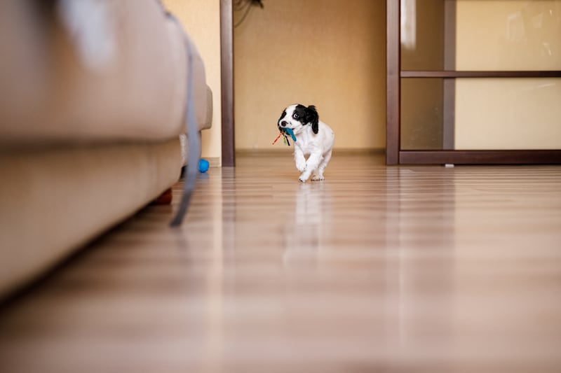 Cachorro solo en casa