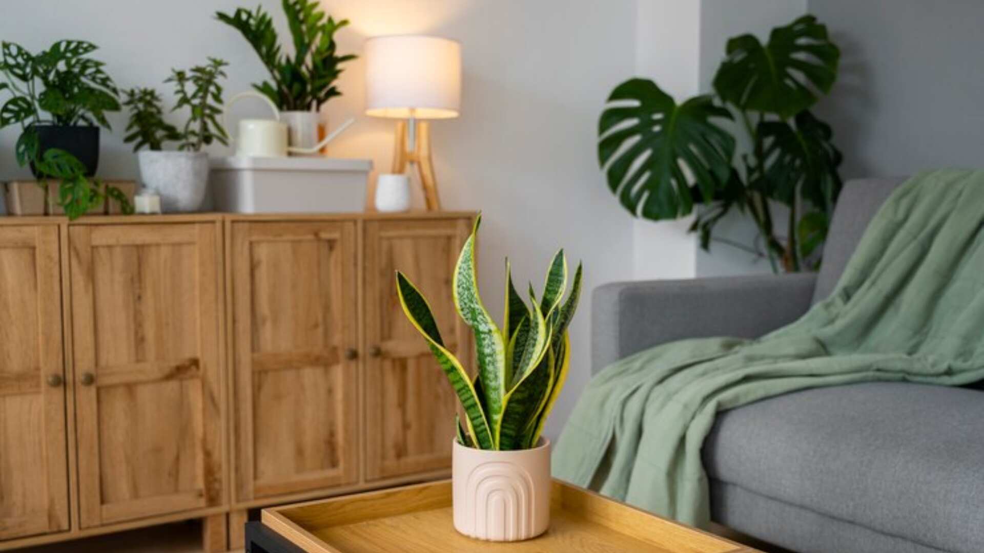 Las plantas son infalibles para tener un buen Qi en el hogar. Esta energía debe ser distribuida a todos los espacios, razón por la que debe haber equilibrio en toda la vivienda.