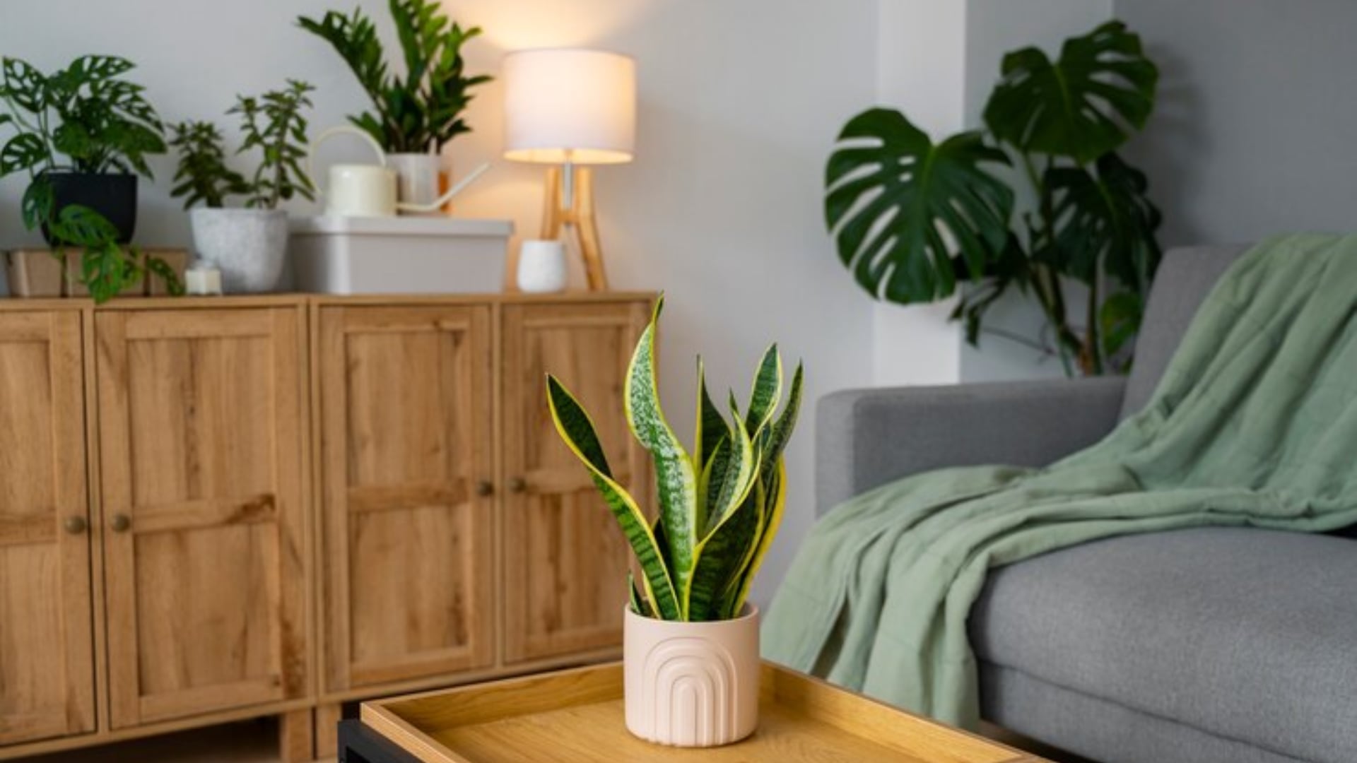 Las plantas son infalibles para tener un buen Qi en el hogar. Esta energía debe ser distribuida a todos los espacios, razón por la que debe haber equilibrio en toda la vivienda.