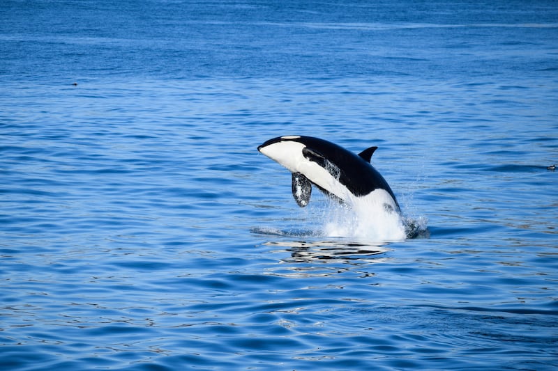 Orcas