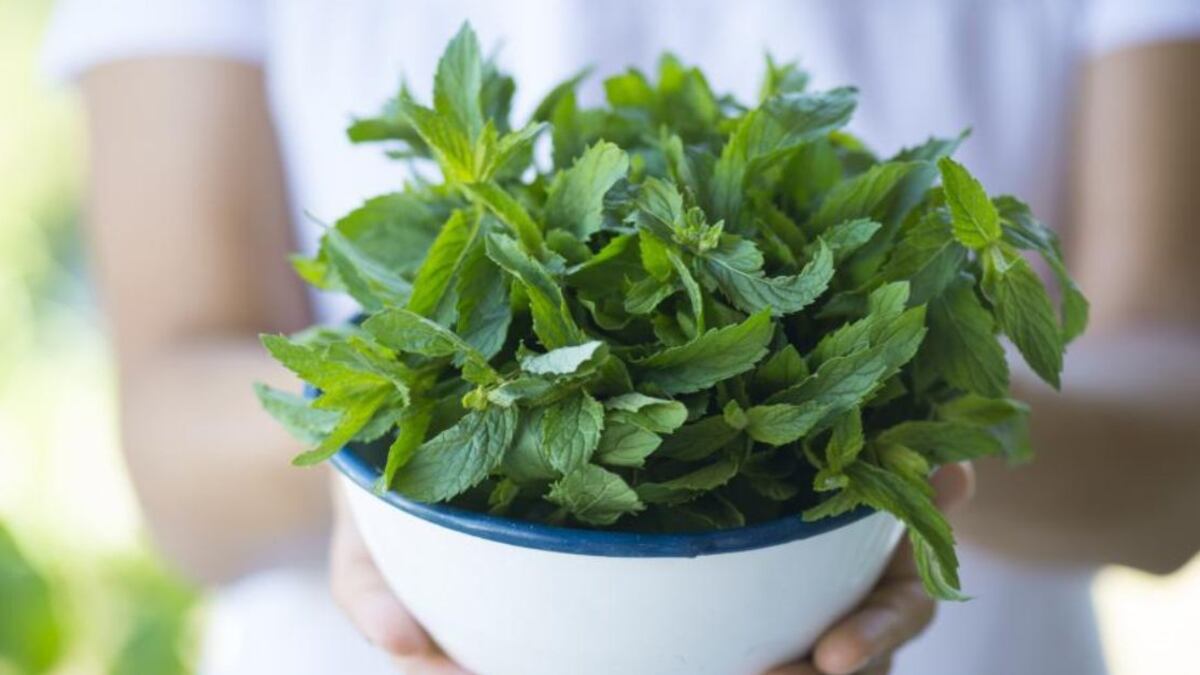 La menta, de planta curativa a purificadora de energías: ritual para atraer dinero en Navidad