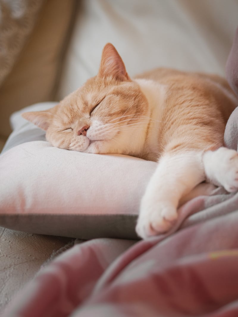 Un gato duerme entre 13 y 16 horas al día.