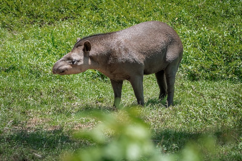 Tapir