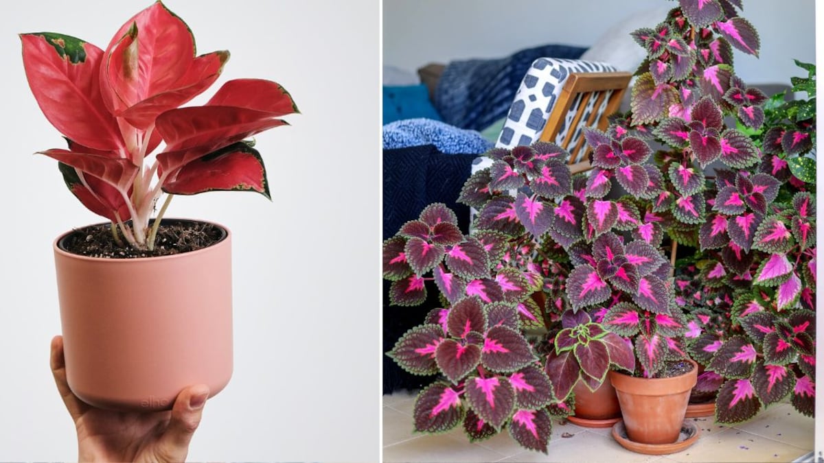 Las plantas color rosa son perfectas para ornamentar tus espacios
