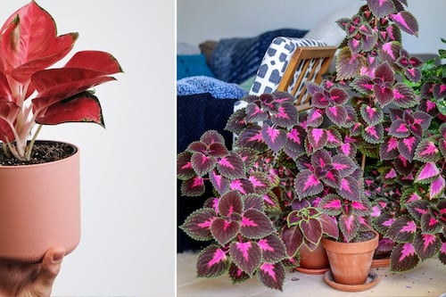 ¿Te gustan las plantas color rosa? Este es su especial significado