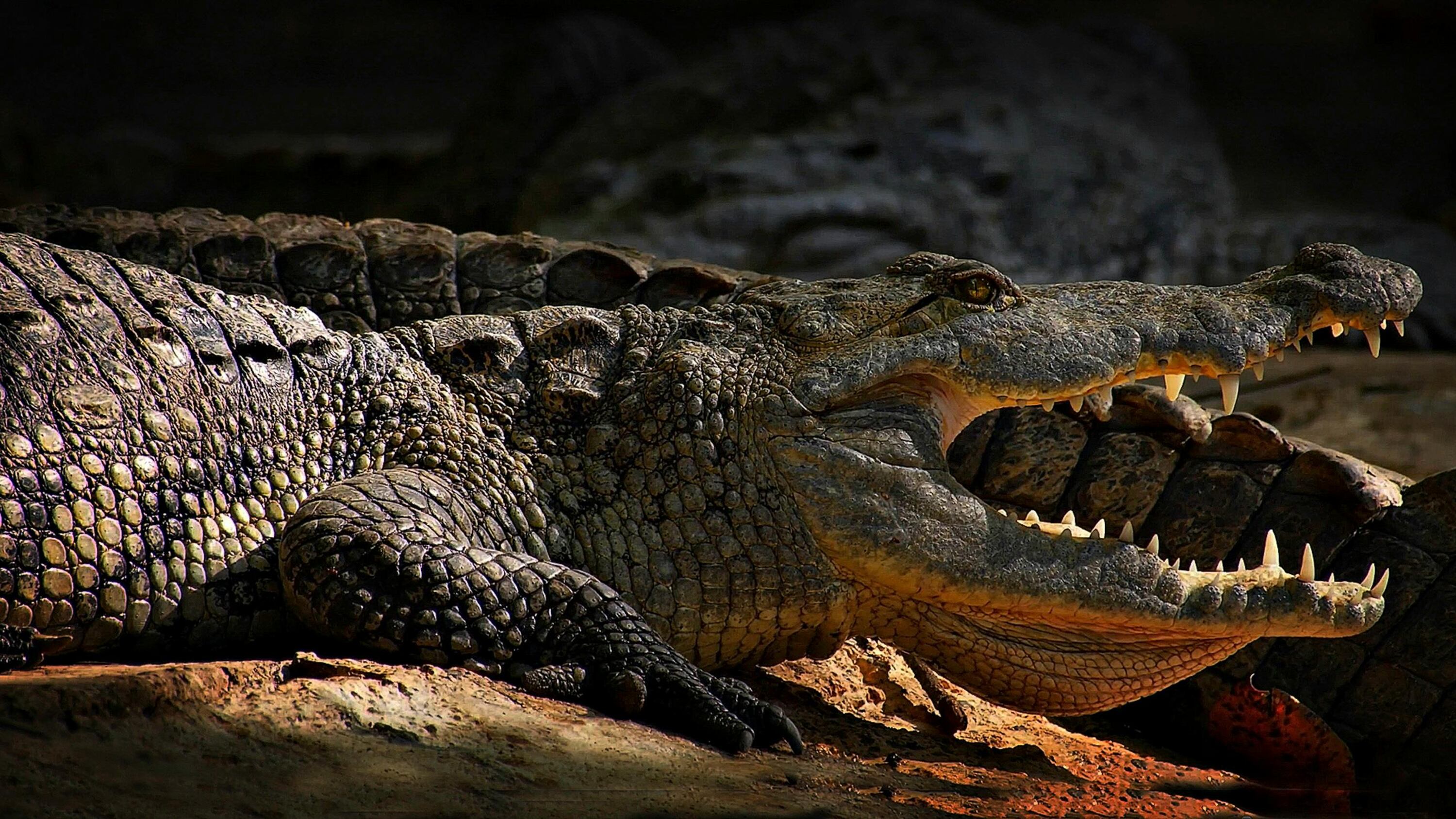 Mujer murió tras ser atacada por un caimán mientras remaba con su esposo en Florida