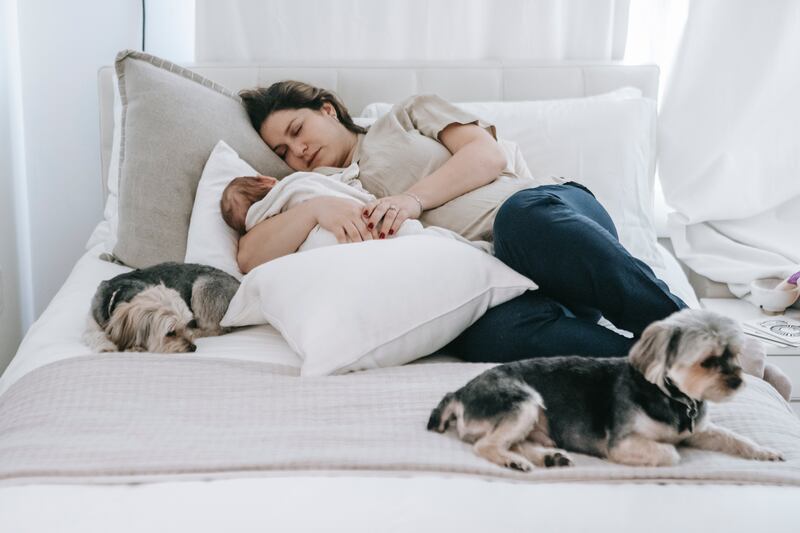 Cachorro na cama