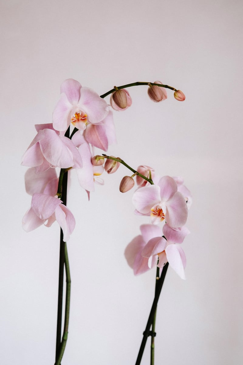 ¡Adiós rosas! La flor para regalar a mamá el 10 de mayo y tiene un profundo significado