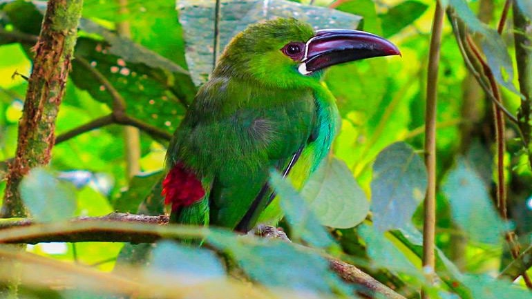 El chocó andino y su biodiversidad