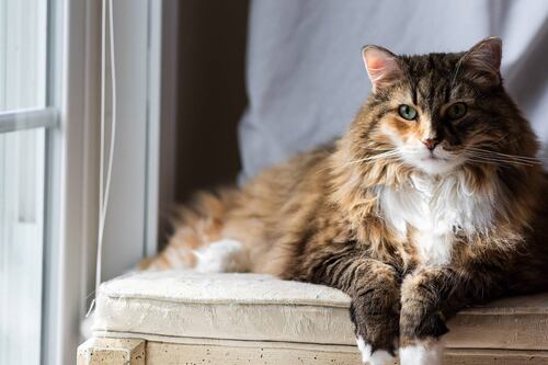 Investigadores chinos advierten: gatos están expuestos al contagio del coronavirus, pero los perros no tanto