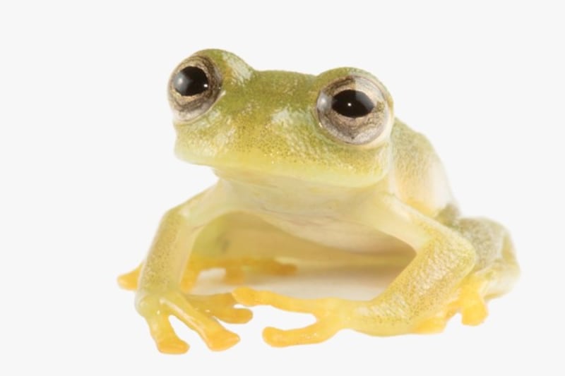 Nymphargus Dajomesae, nueva especie de rana de cristal