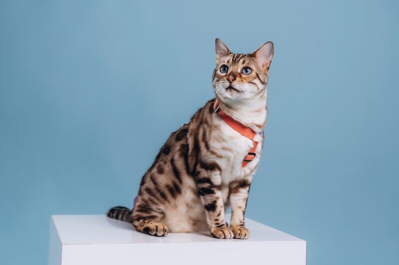 Un gato tiene entre 230 y 250 huesos