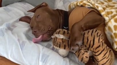 Pitbull Eros duerme con su peluche