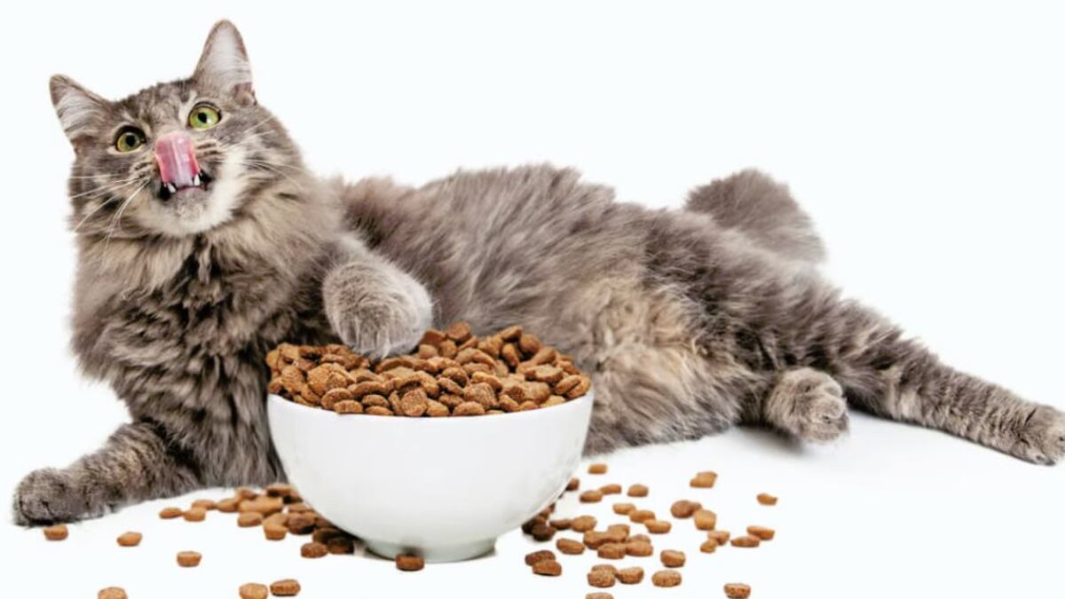¿Estás sobrealimentando a tu gato? Cuidado, puede ser peligroso