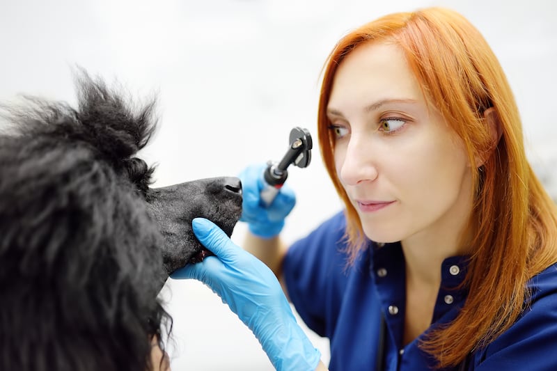 Técnica con piel de tilapia para ojos de perros y gatos