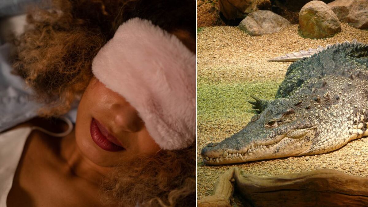 Soñar con cocodrilos puede constituir una pesadilla para muchas personas