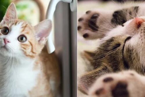 ¿Qué es la tiña de gato? Si tienes gatito en casa, esto te interesa