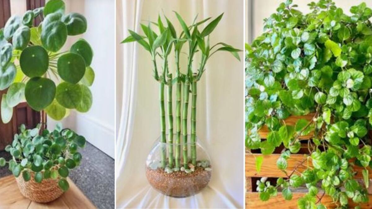 Nos preparamos para el Año Nuevo y estas son las 7 plantas que debes tener en tu hogar para atraer el dinero
