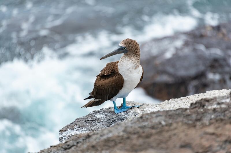 Sea Lions of the Galápagos