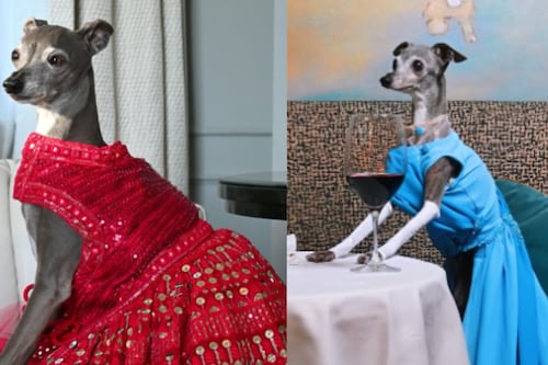 Fallece Tika the Iggy, perrita influencer que era modelo de marcas; la despiden con emotivo mensaje