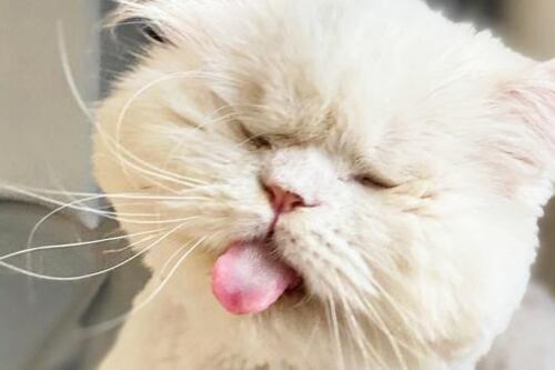 Moet, la gatita ciega que se volvió viral en TikTok