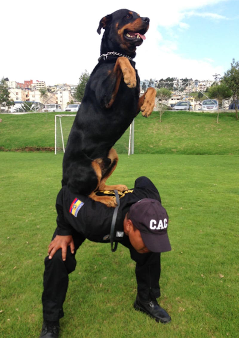 Perro policía