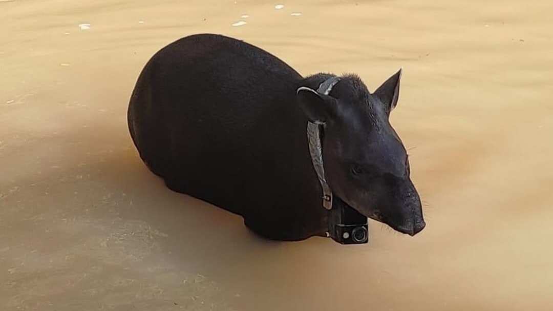 Panchita tapir amazónico