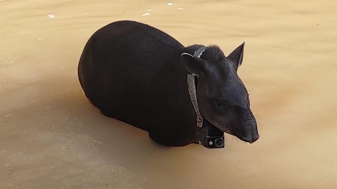 Panchita tapir amazónico