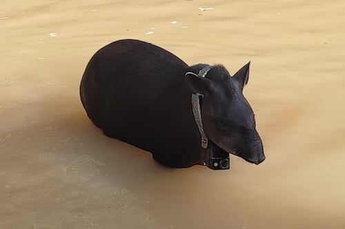 Así vive Panchita, la tapir adoptada por la comunidad de Sarayaku y estudiada por científicos