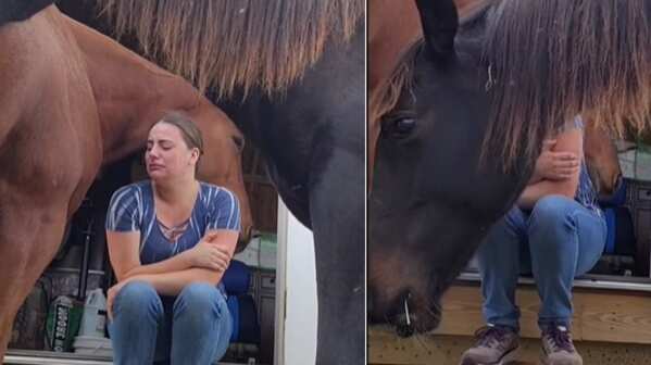 Caballo consuela a su dueña mientras llora y la acerca a su pecho.