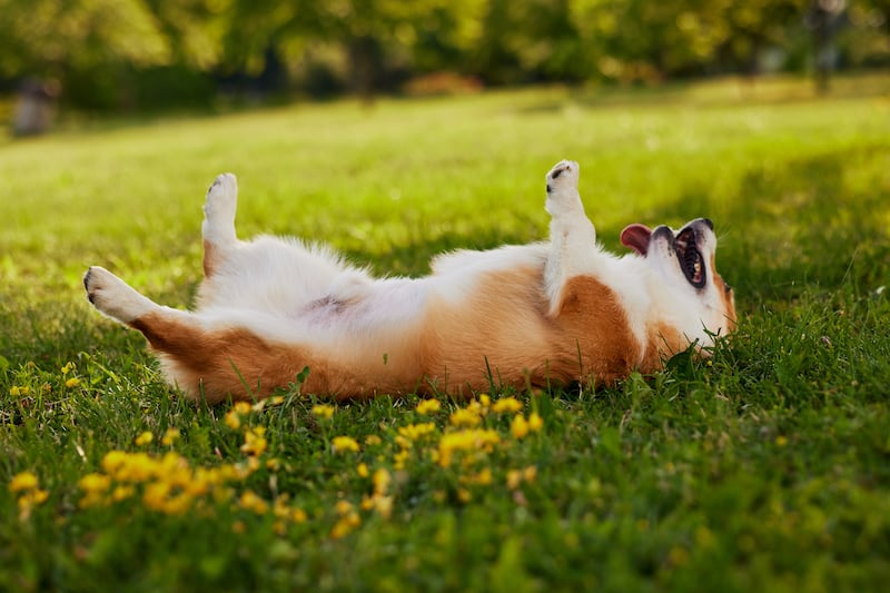 Mucho sol y altas temperaturas: cómo cuidar correctamente a tu perrito durante el calor extremo