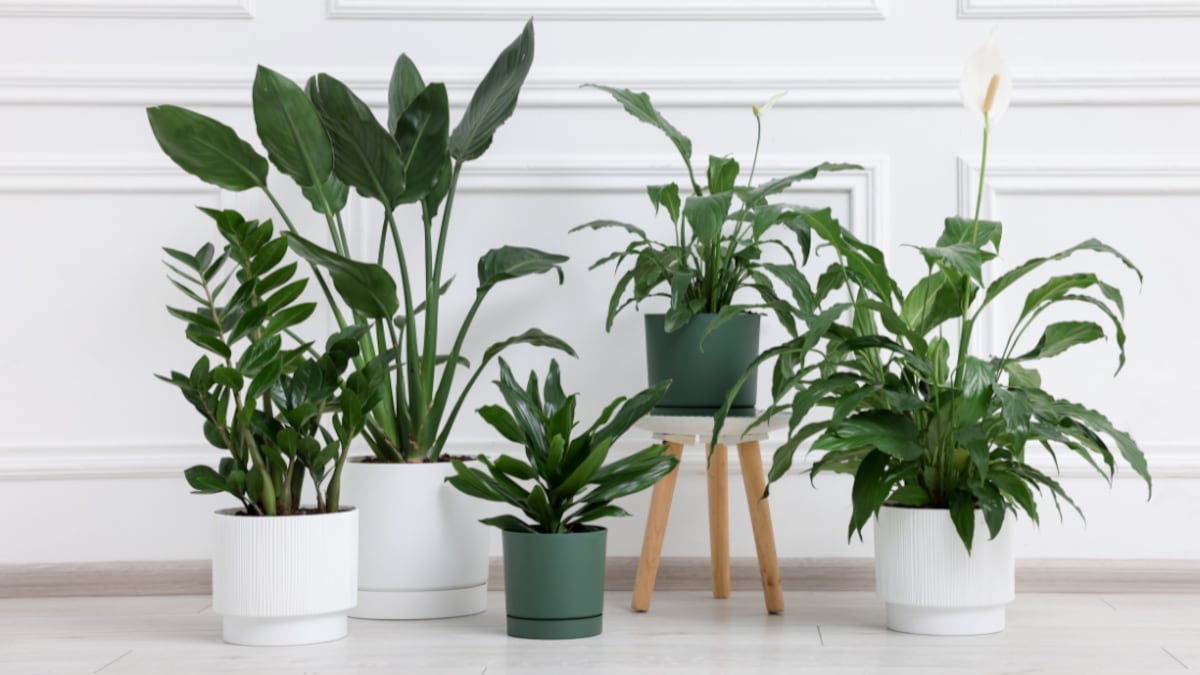 ¿Adiós macetas? Las plantas de agua para un hogar de relajación pura y elegancia máxima