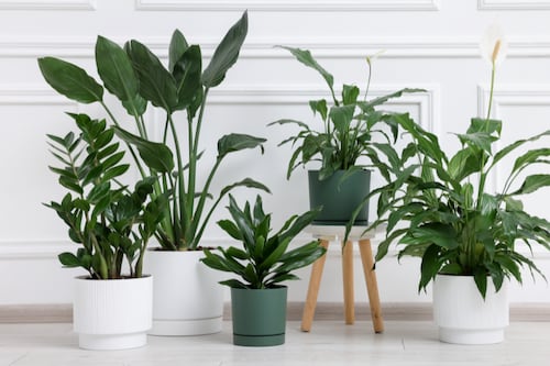 ¿Adiós macetas? Las plantas de agua para un hogar de relajación pura y elegancia máxima