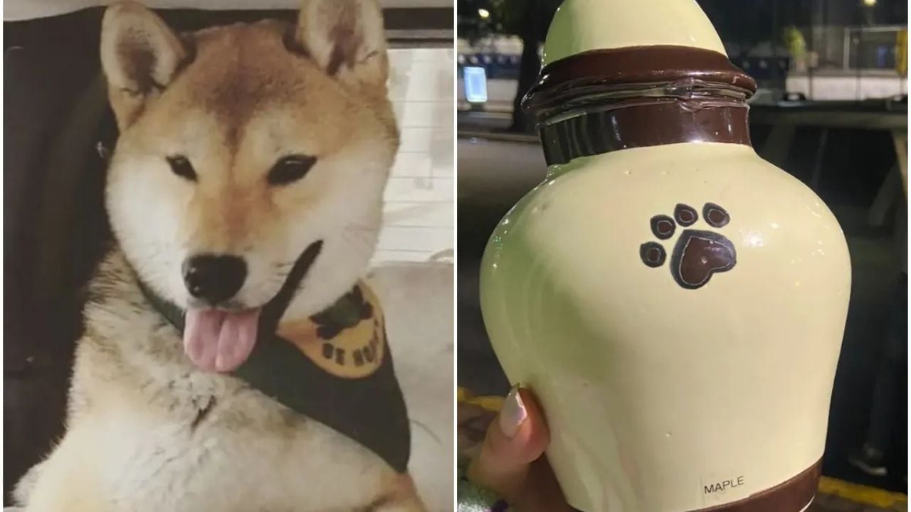 Dos semanas de entrenamiento recibiría Maple pero volvió sin vida.