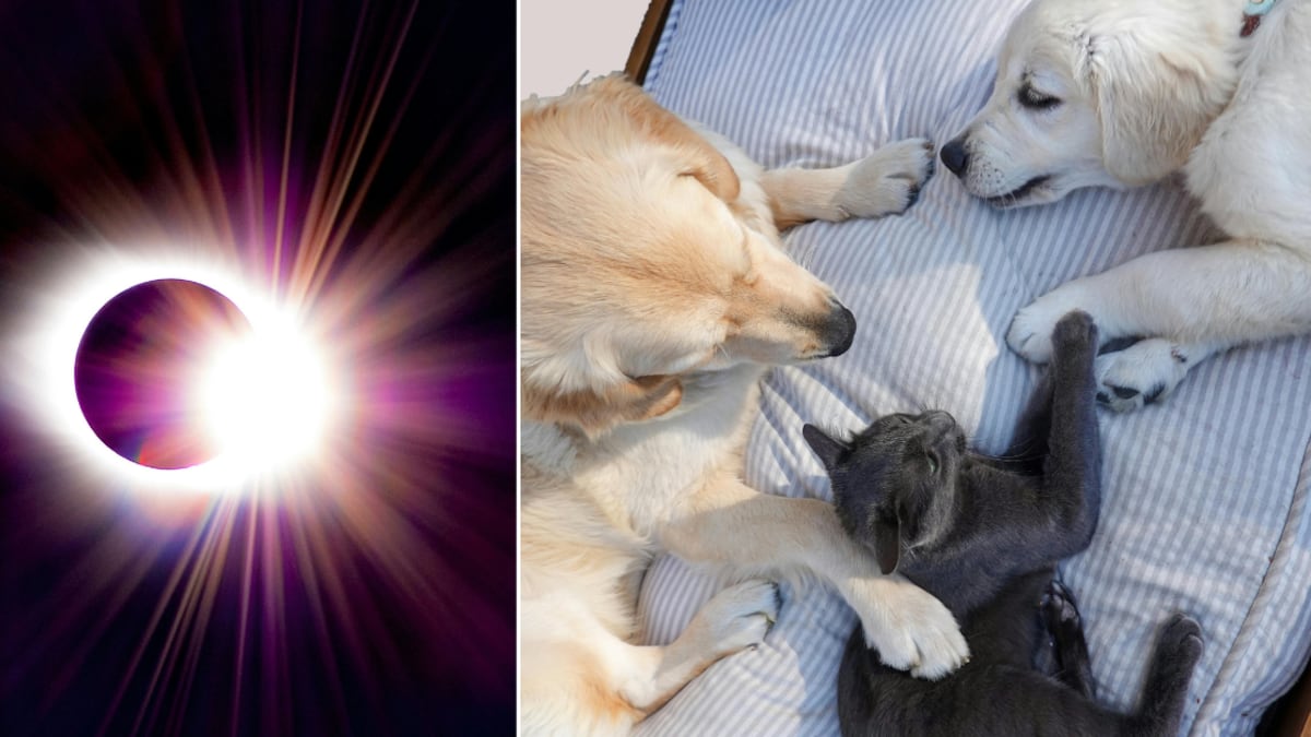 ¿La actitud de tu mascota cambió durante el eclipse? Aquí te explicamos la razón.