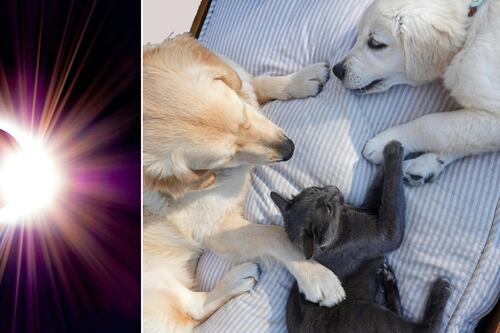 ¿Notaste un cambio en tus mascotas? Así afecta el eclipse en los animales y esta es la razón que lo explica