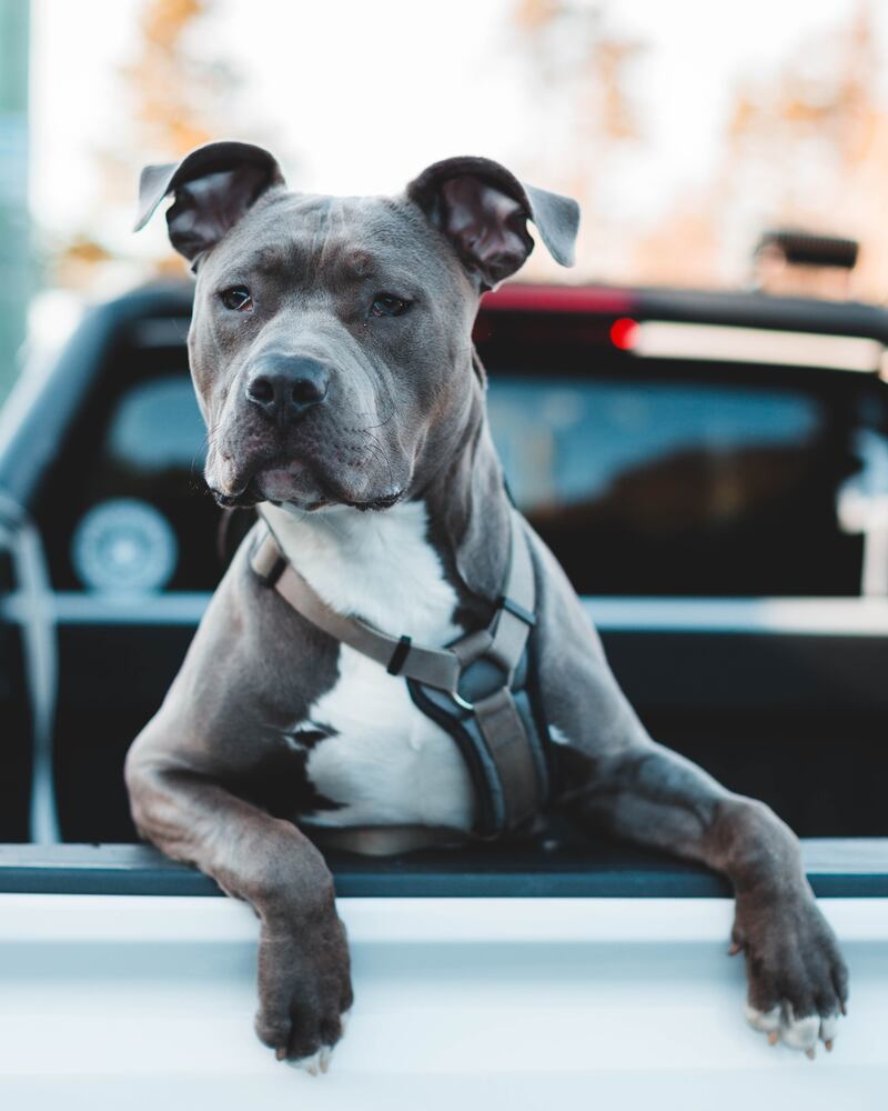 Los pitbulls surgieron del cruce entre bulldogs y terriers